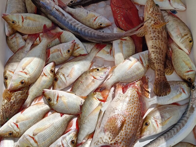 Deep sea Fishing & BBQ (4 hours) | AnchorsBook Photo Deep sea Fishing & BBQ (4 hours)