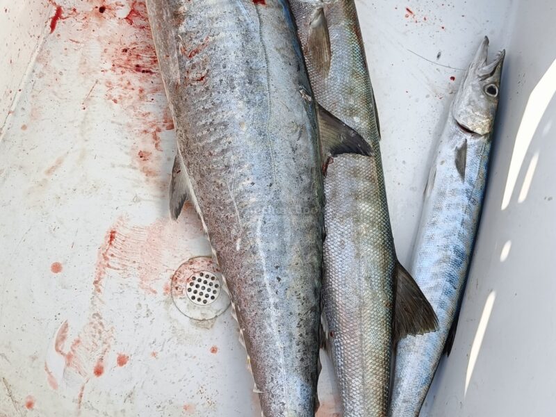 Deep sea Fishing & BBQ (4 hours) | AnchorsBook Photo Deep sea Fishing & BBQ (4 hours)