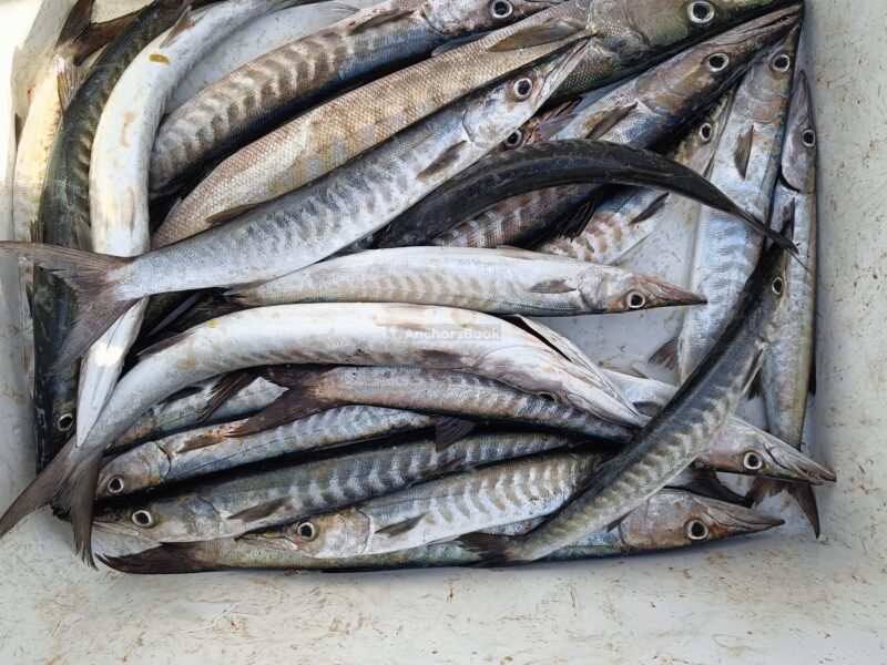 Deep sea Fishing & BBQ (4 hours) | AnchorsBook Photo Deep sea Fishing & BBQ (4 hours)