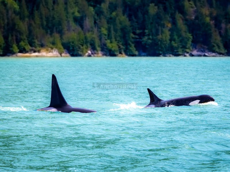 Sail in North America's Southernmost Fjord | Private Sailing Yacht Charter | Max 12 Guests - 3 Hour Minimum | AnchorsBook Photo Sail in North America's Southernmost Fjord | Private Sailing Yacht Charter | Max 12 Guests - 3 Hour Minimum