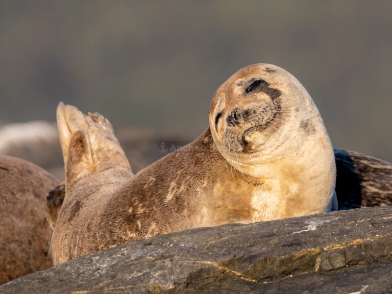 Sail in North America's Southernmost Fjord | Private Sailing Yacht Charter | Max 12 Guests - 3 Hour Minimum | AnchorsBook Photo Sail in North America's Southernmost Fjord | Private Sailing Yacht Charter | Max 12 Guests - 3 Hour Minimum