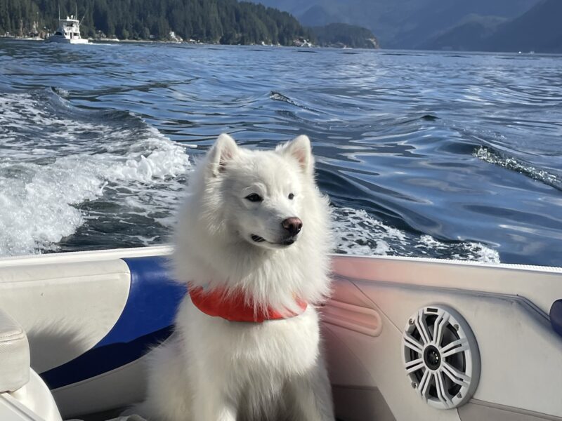North Vancouver Boat Rental - 6 Max Guests (Pet Friendly) | AnchorsBook Photo North Vancouver Boat Rental - 6 Max Guests (Pet Friendly)