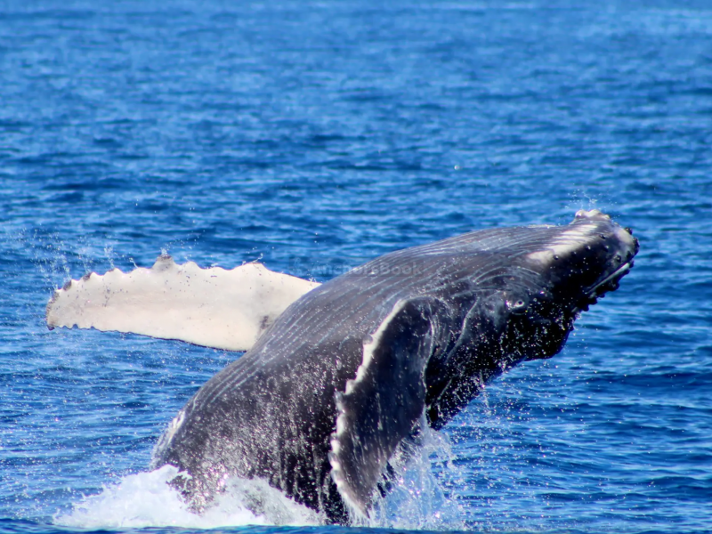 2-3 Hour Whale Watching Tour in Cabo San Lucas