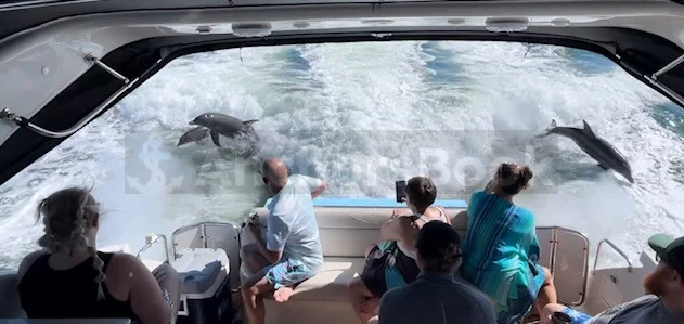 Explore Adventure with Our Luxury Party Yacht Rental in St. Pete, FL! 🚤 (Dolphin Watching, Birthday Party, Booze Cruises, and more)