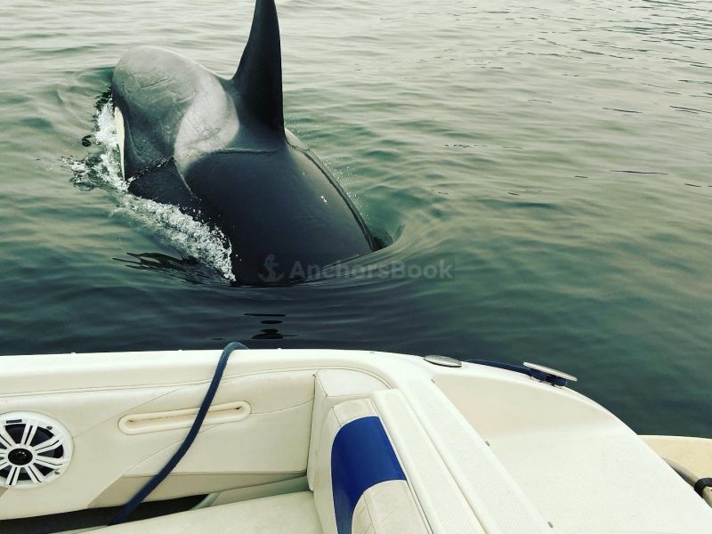 North Vancouver Boat Rental - 6 Max Guests (Pet Friendly) | AnchorsBook Photo North Vancouver Boat Rental - 6 Max Guests (Pet Friendly)