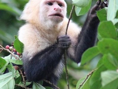 Todomar 38' - Charter privado de medio día | AnchorsBook Photo Panama - Monkey island guided tour (priced per person)