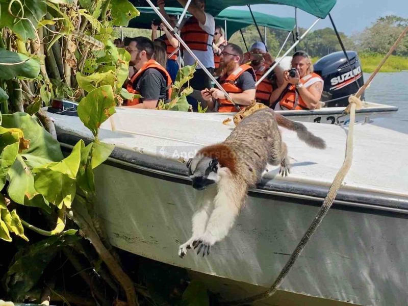 Panama - Monkey island guided tour (priced per person) | AnchorsBook Photo Panama - Monkey island guided tour (priced per person)