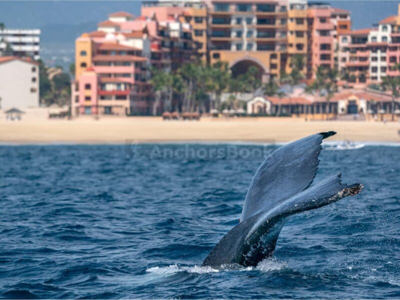 Cabo Whale Watching Tour: 2 Hours at Arch & Lover’s Beach | AnchorsBook Photo Cabo Whale Watching Tour: 2 Hours at Arch & Lover’s Beach