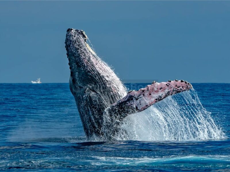 Cabo Whale Watching Tour: 2 Hours at Arch & Lover’s Beach | AnchorsBook Photo Cabo Whale Watching Tour: 2 Hours at Arch & Lover’s Beach