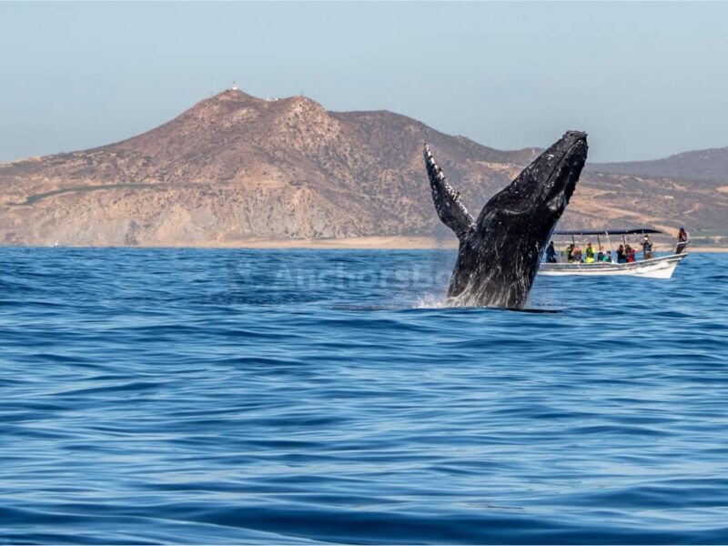 Cabo Whale Watching Tour: 2 Hours at Arch & Lover’s Beach | AnchorsBook Photo Cabo Whale Watching Tour: 2 Hours at Arch & Lover’s Beach