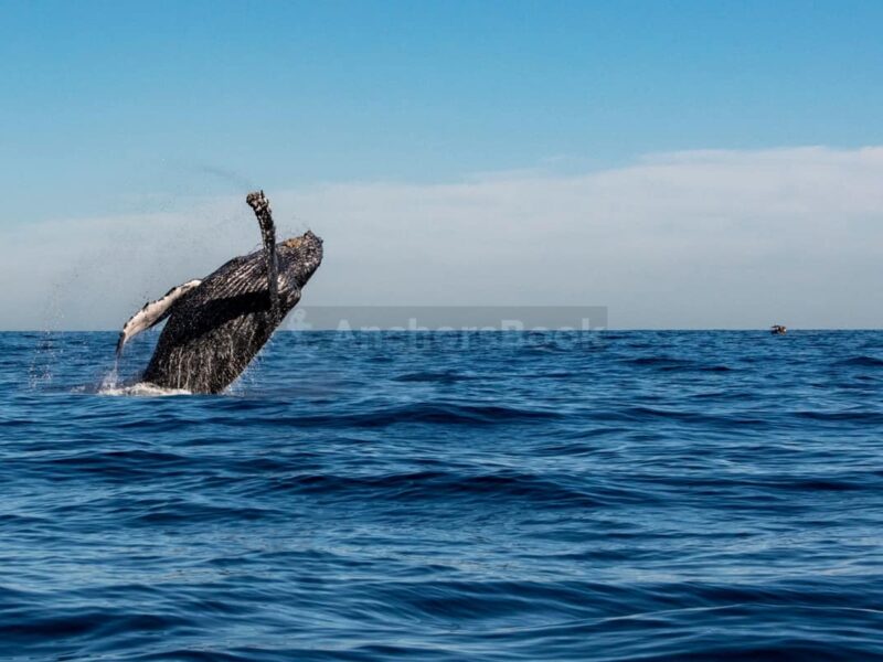 Cabo Whale Watching Tour: 2 Hours at Arch & Lover’s Beach | AnchorsBook Photo Cabo Whale Watching Tour: 2 Hours at Arch & Lover’s Beach