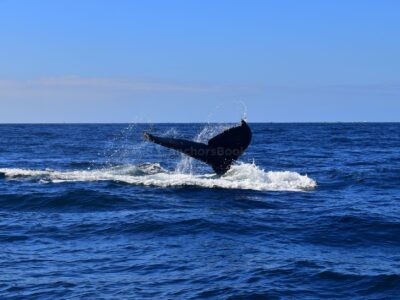 Cabo San Lucas Boat Rental & Yacht Charter | AnchorsBook Photo Cabo Whale Watching Tour: 2 Hours at Arch & Lover’s Beach